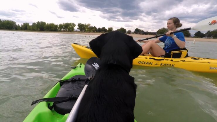 Kayak con il tuo cane