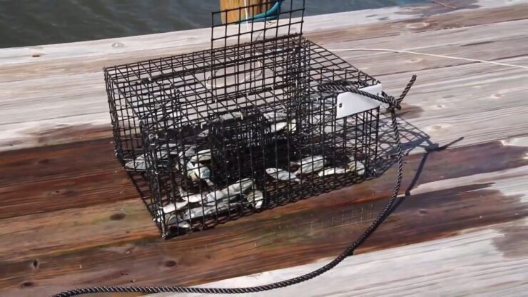 catching fish