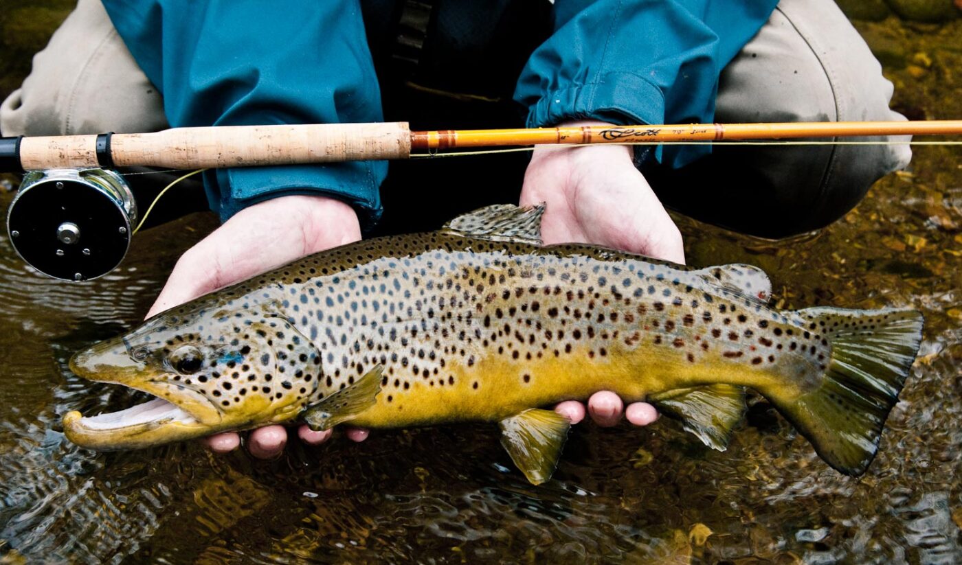 Spinning Rods For Trout