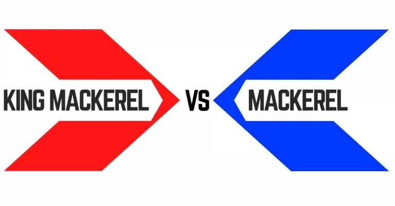 king mackerel vs mackerel