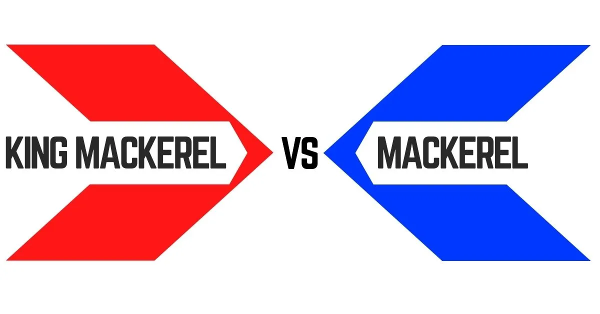 brenin macrell vs macrell