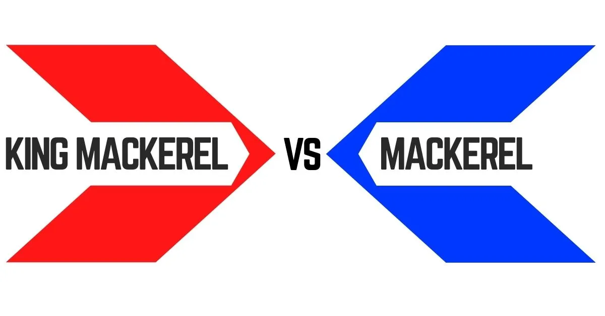 kóngsmakríll vs makríll