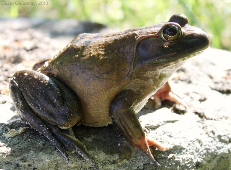 American bullfrog