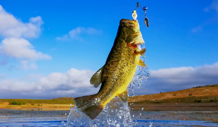 Bass Fishing