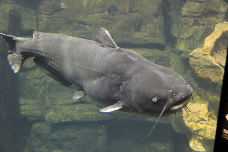 Blue Catfish