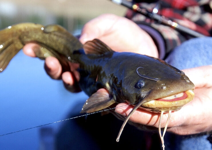 Bullhead Catfish