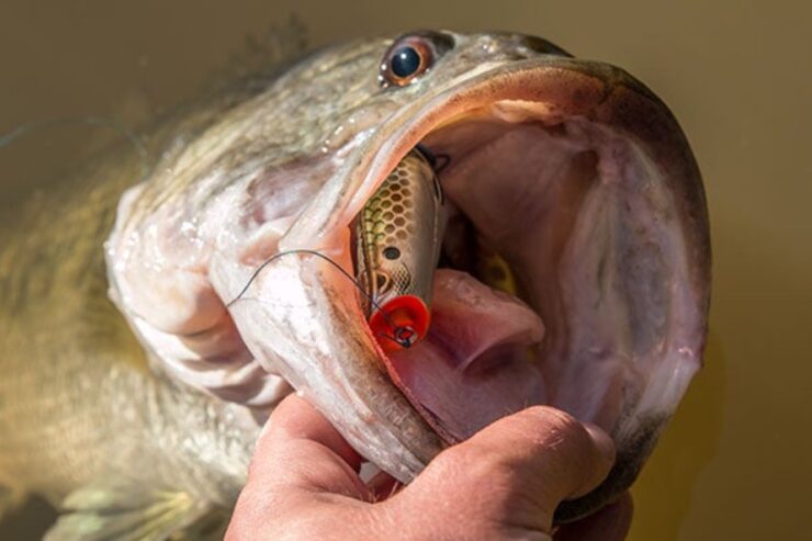 Catch Bass With A Spro Frog
