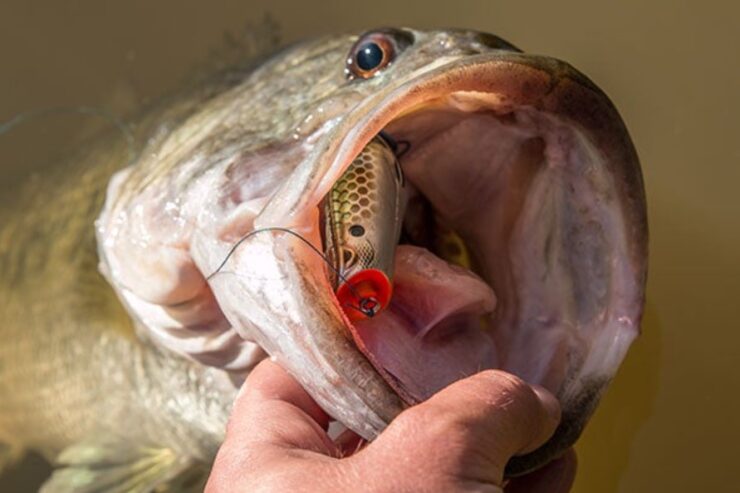 Tangkap Bass Dengan Katak Spro