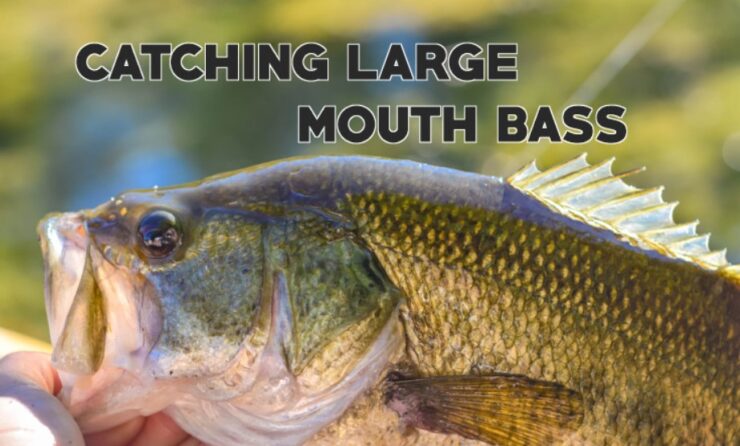 Catching Largemouth Bass