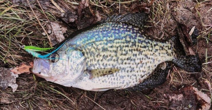 Jesienne Crappie