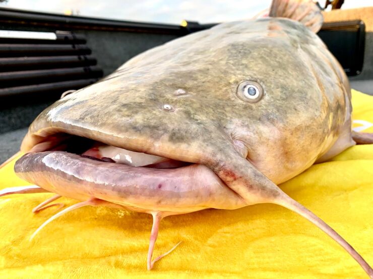 Flathead (Yellow) Catfish