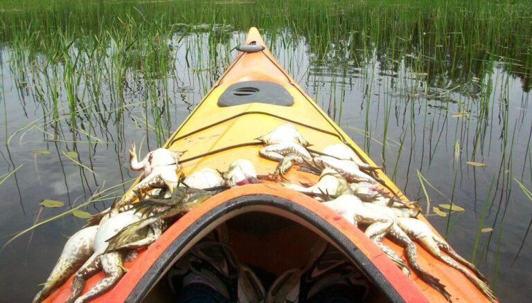 Frog Gigging From a Kayak 2022 - The Complete Guide