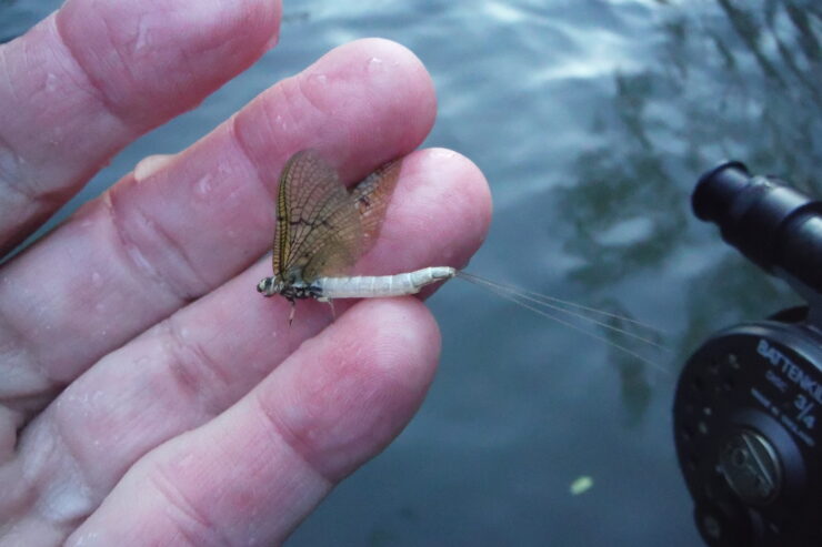 Green Drake Fly Pattern