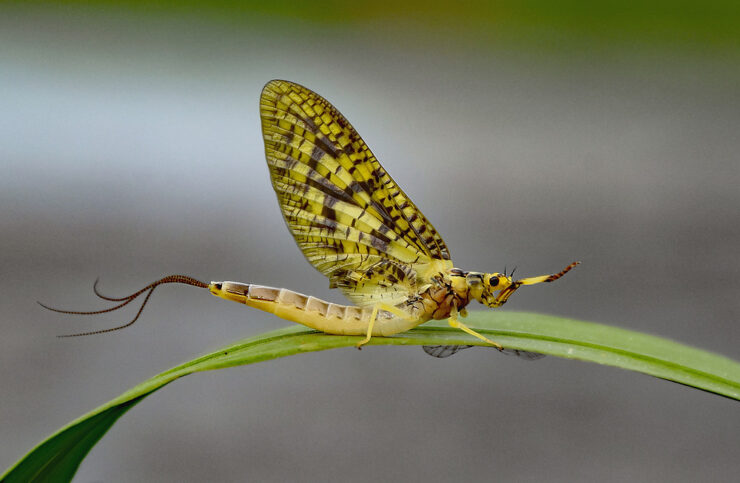 Lalat Capung Drake Hijau