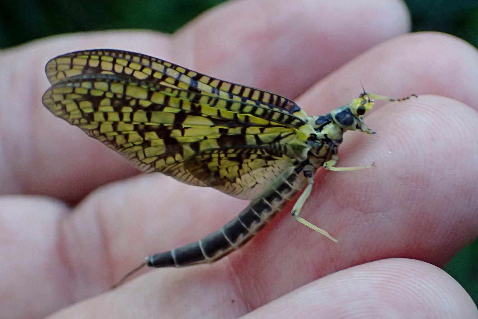 Green Drake Fly Pattern - Fishing Guide