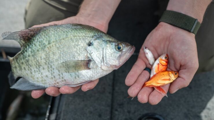 Live Bait To Catch Crappie