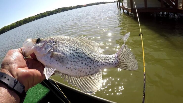 Sommer crappie fiske