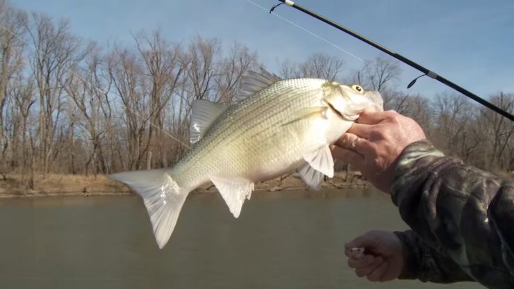 White Bass Basics