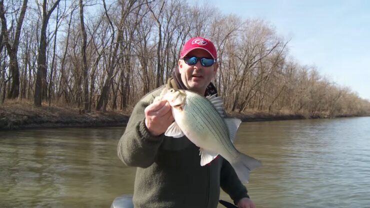 White Bass in Winter