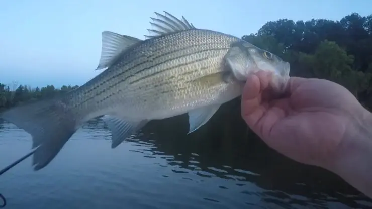 White bass frenzy