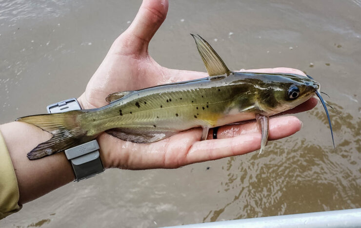 pesce gatto di canale