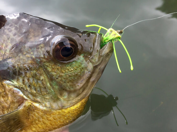 12 rebanadas de agua salada volar Bass trucha Minnow atrae moscas moscas 