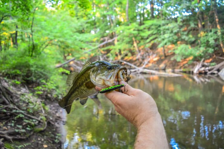 Big Mouth Bass Catch