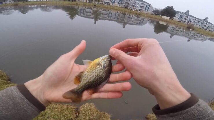 Bait For Sunfish