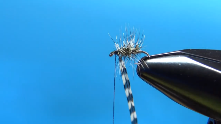 Black Gnat Dry Fly