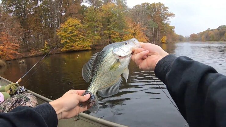 Crappie ענק (אינדיאנה)