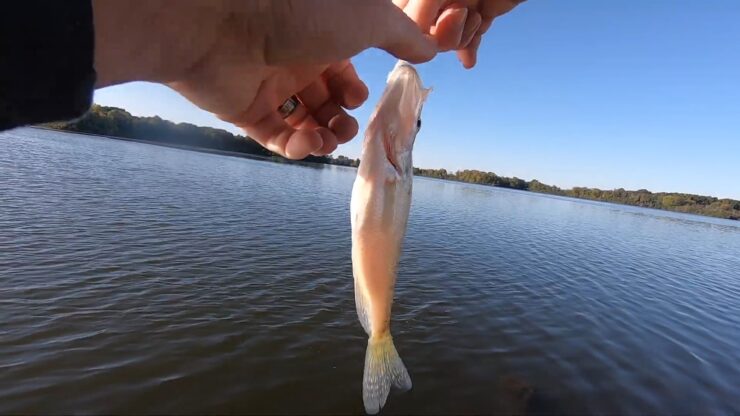 Gabaritos não manipulados para tipo de peixe