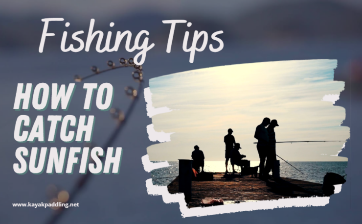how to catch sunfish