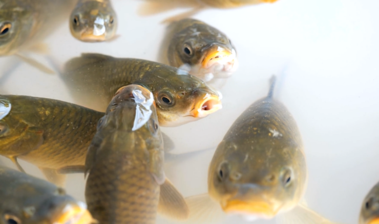 Ghost Carp fish