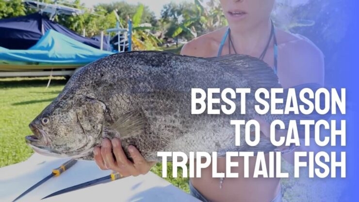 beste sesongen å fange Tripletail Fish