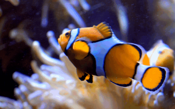 play with your fish