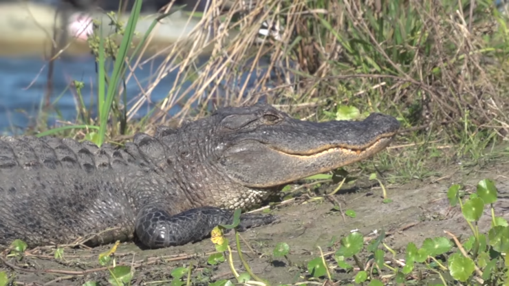 Alligator