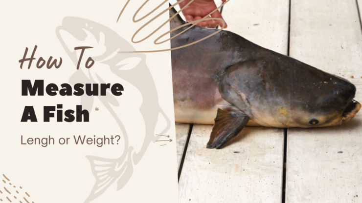 การวัดปลา - ตามความยาวหรือน้ำหนัก