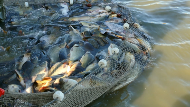 On Fish Turf