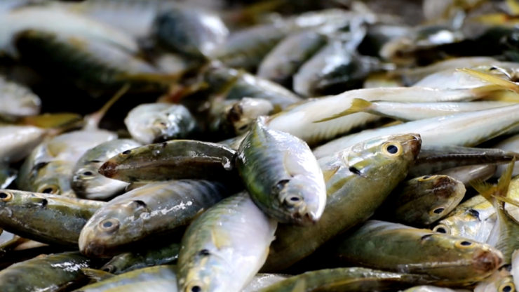 Understand Fish Abilities