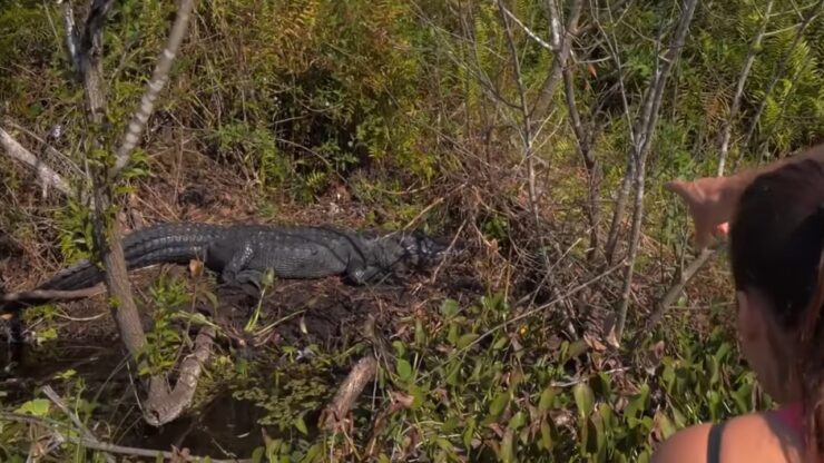 Vallen alligators mensen aan