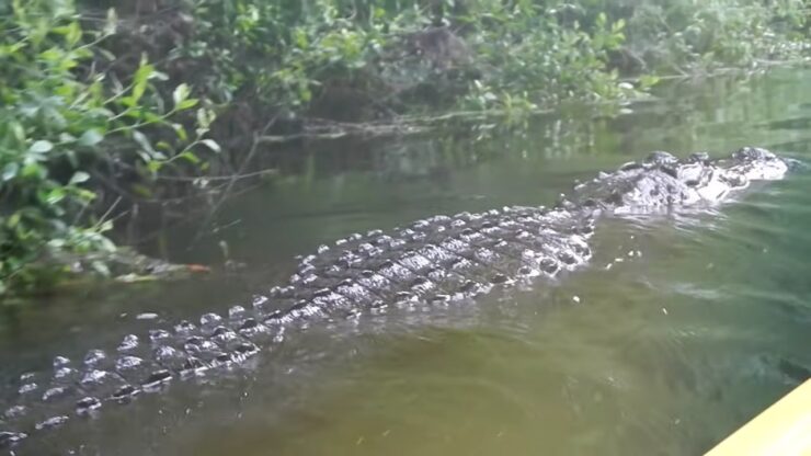 Los caimanes duermen mucho