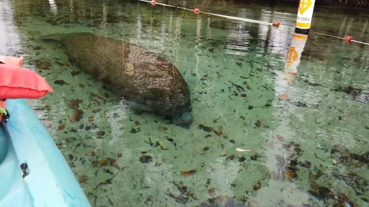 Kajak með manatees