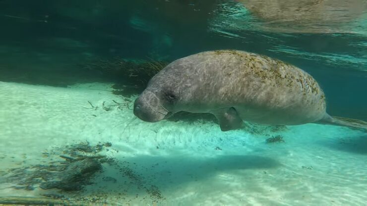 manatees