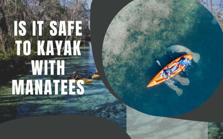 Manatees and kayaking