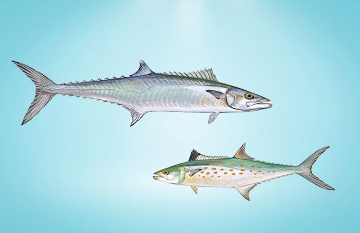 King Mackerel vs Mackerel