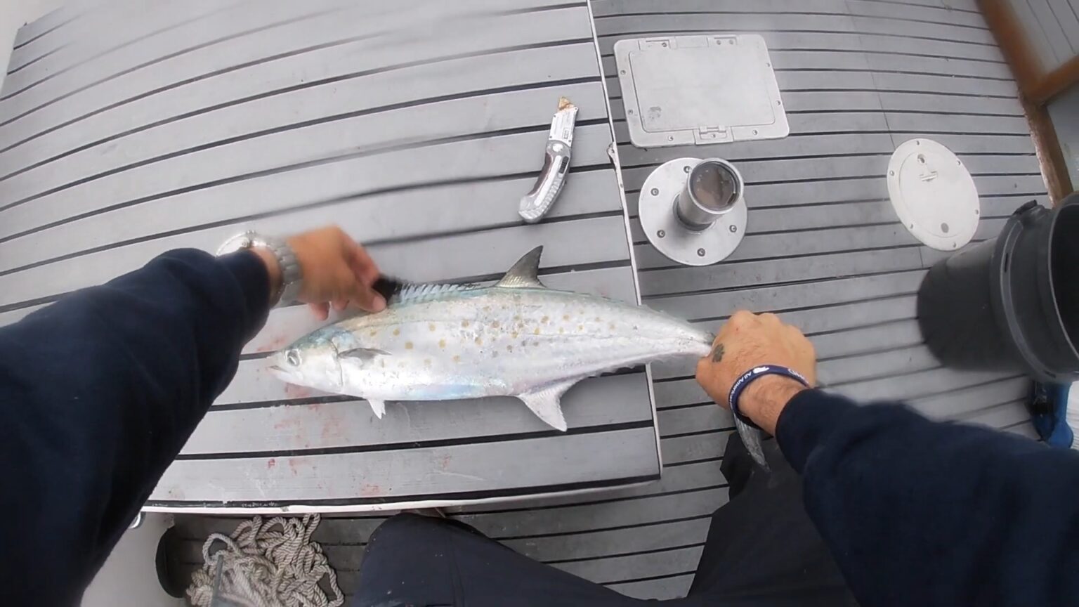 King Mackerel vs Mackerel Which Fish Takes The Crown?