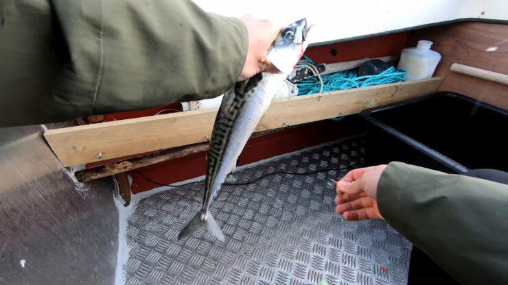 Mackerel Fishing Season