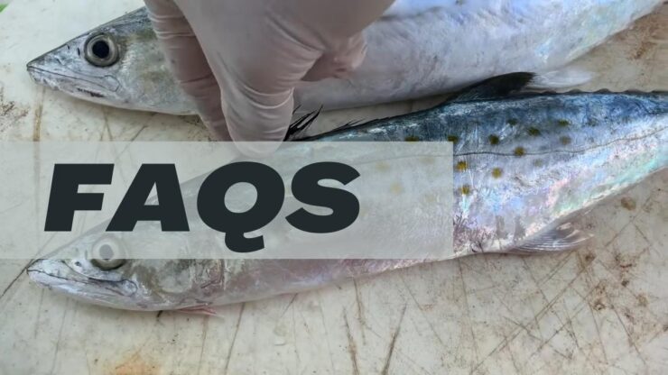 Mackerel Season - FAQs