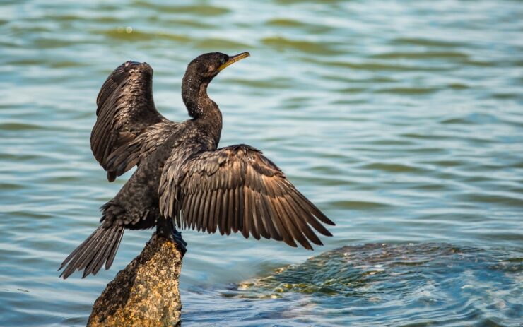 Cormorant Fishing