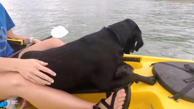 ฝึกสุนัขของคุณให้พายเรือคายัค